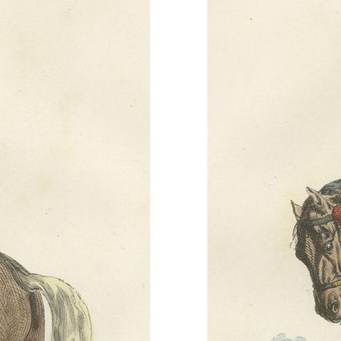 Napoleon Bonaparte Imperial Guard Cavalry Prints by Horace Vernet, 1843, close-up 3