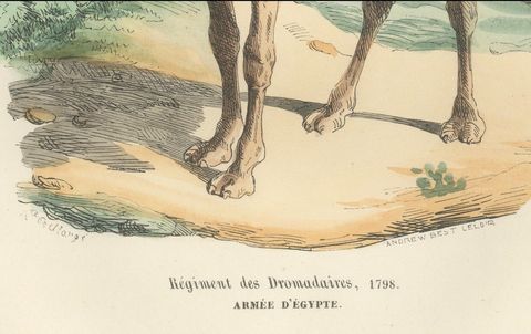 French Dromedary Regiment 1798, Napoleon Egypt Campaign Military Print, 1843, close-up 1